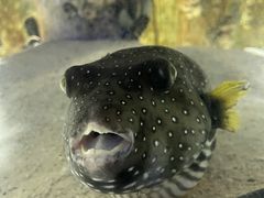 -海合安武汉极地海洋公园
