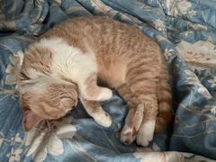 -东方名猫馆·英短金渐层布偶猫舍(环线广场1号楼店)