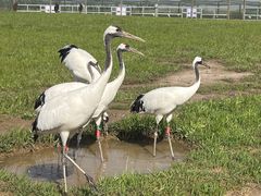 -盐城丹顶鹤湿地生态旅游区