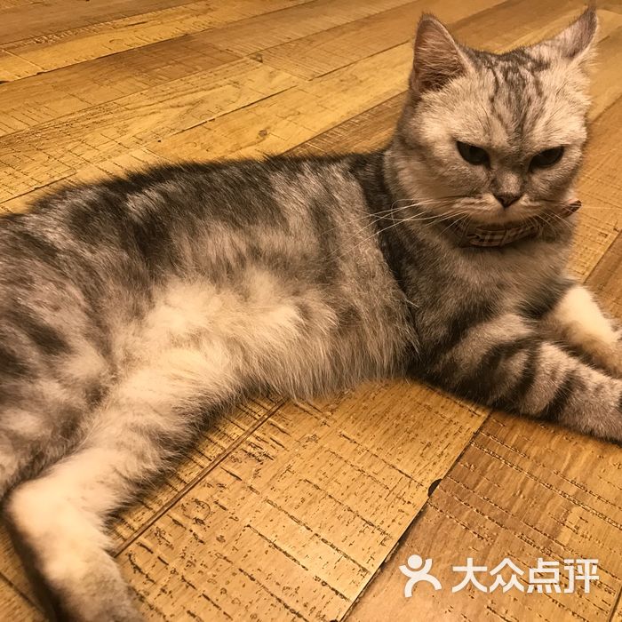 贝斯特宠物猫咪咖啡馆