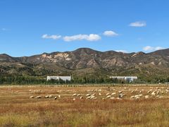 -敕勒川草原