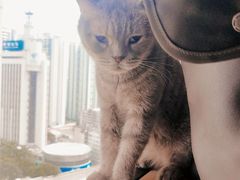 -喵园·猫主题咖啡厅·撸猫·猫咖(国贸店)