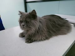 -嘉馨宠物医院·CT影像转诊·心脏科·犬猫全科诊疗中心(下沙大学城院区)