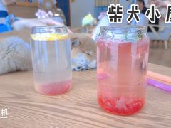 樱花气泡水-柴犬小屋·柴餐厅·狗咖食堂(金鼎广场店)