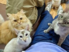 -MOCHA明星猫咖(田子坊店)