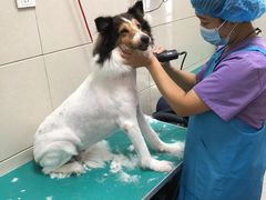 -北京观赏动物医院·24小时大型综合·猫专科·异宠专科