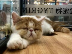 -袖虎·猫馆(体育西路店)