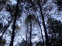 -帽儿山国家森林公园