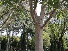 -泰丰公园
