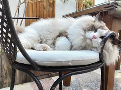 -喵屿·大理花园猫咖