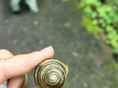 -汤旺河林海奇石景区