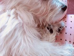 -翊宠yipet猫狗购宠庄园犬舍•猫舍