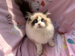-Bastet sally猫舍购宠(静安店)