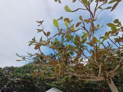 -三亚亚龙湾雅高美爵酒店