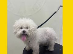 -BABIT巴比特宠物(MOMOPARK店)