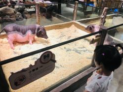 -造物庄园 萌宠纪(苏州湾歌林公园店)