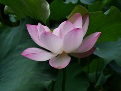 -四川大学(华西校区)