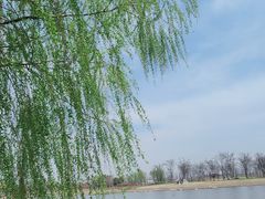 -上海滨江森林公园