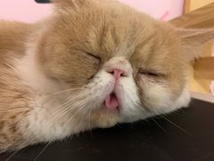 -三花喵·撸猫购宠·宠物生活馆(虹桥南丰城店)