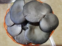 -仙蘑洞