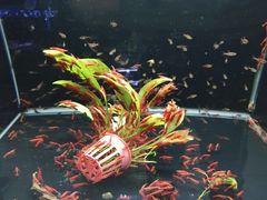 -中环花鸟鱼虫市场