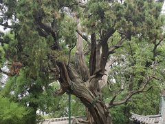 -晋祠公园