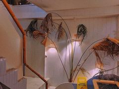 -野草莓自由市场