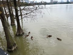 -海珠湖公园