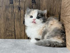 -小猫来了·猫舍(红山六九七九店)
