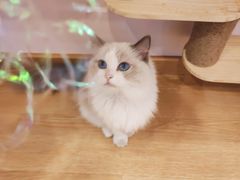 -猫咪派对(江南西店)