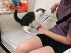-lincat·猫舍(广州店)