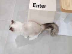 -有喵·猫咖·狗咖·30几只猫10只小狗(岗厦店)