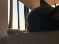 -瑞鹏宠物医院·夜间急症·心超·猫科(祖庙分店)
