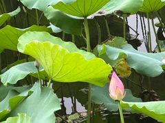 -荔湾湖公园