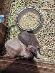 -酷嗒动物文化乐园(cutezoo西溪乐天城店)