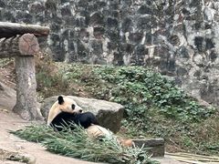 -都江堰中华大熊猫苑