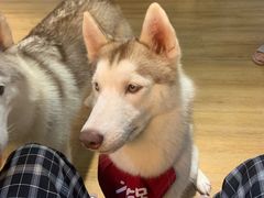 -Husky Go! 哈士奇体验馆·宠物咖啡厅狗咖