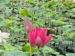 -阳澄湖半岛旅游度假区