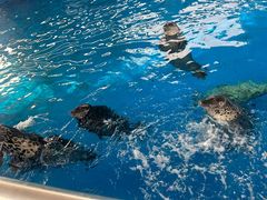 -辛玛王国游乐园