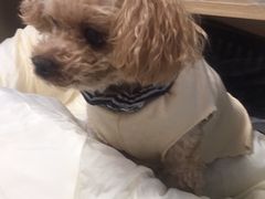 -宠福鑫康馨动物医院·骨科·眼科