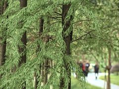 -重庆彩云湖湿地公园