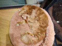 -藏猫猫咖啡主题馆(中央大道店)