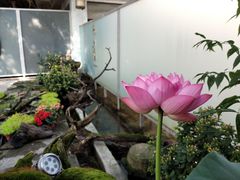 -乐领拈花溪·林涧食韵