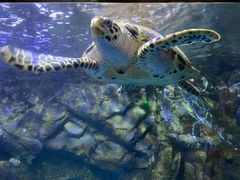 -太平洋海底世界