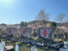-香雪海