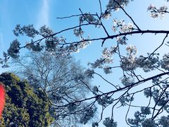 -武汉大学-樱园
