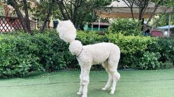 -萌宠亲子动物乐园(槐房万达店)