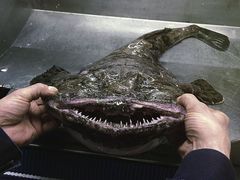 -渔人码头(洛溪店)