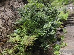 -MOJ coffee(瓯海泽雅水碓坑店)