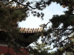 -普陀宗乘之庙(小布达拉宫)